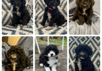 F1B Mini Bernedoodles- 6 available