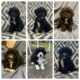 F1B Mini Bernedoodles- 6 available