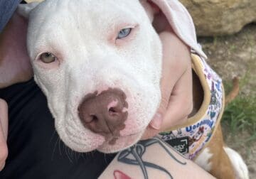 Pitbull puppy for sale
