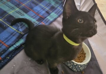 🐾Meet Jordan – Your New Snuggle Buddy!🐾