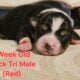 Australian Shepherd Puppies ASDR