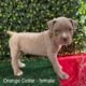 ABKC American Bully XL Puppies