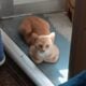 Beautiful young male cat $50.00