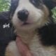 Border Collie Puppies