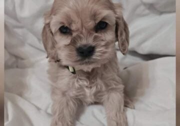 Cockapoo Puppies 🐶 😍