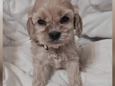 Cockapoo Puppies 🐶 😍