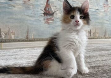 Enoya Maine Coon polydactyl female, black tortie b