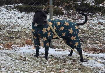 Rehoming our 2.5 yr old spayed female dog.