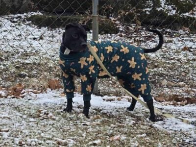 Rehoming our 2.5 yr old spayed female dog.