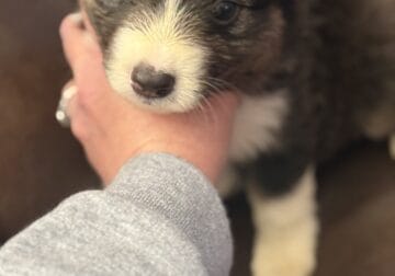 Mini Aussie puppies