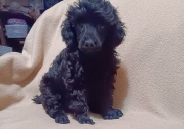Toy poodles
