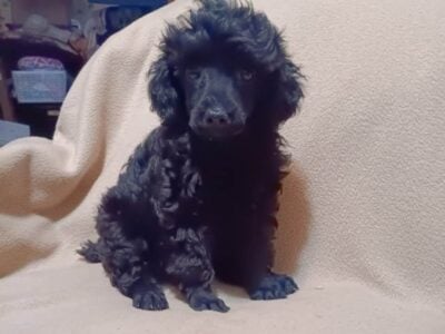 Toy poodles