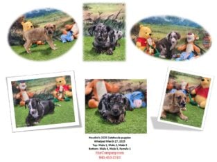 Houdini’s 2025 Catahoula litter