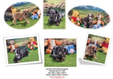 Houdini’s 2025 Catahoula litter