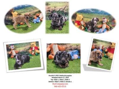 Houdini’s 2025 Catahoula litter