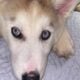 Blue Eyed Female Siberian Husky