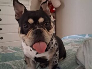 TRI POCKET BULLY STUD