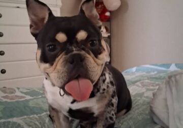 TRI POCKET BULLY STUD