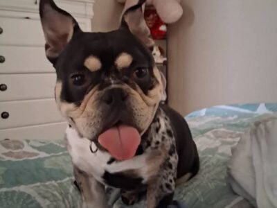TRI POCKET BULLY STUD