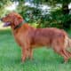 AKC Dark Red Golden Retriever puppies