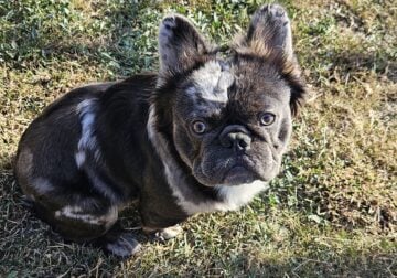 1 year old fluffy frenhie needs a new home.