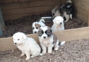 Great pyrennes / border collie mix puppies