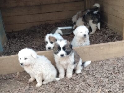 Great pyrennes / border collie mix puppies