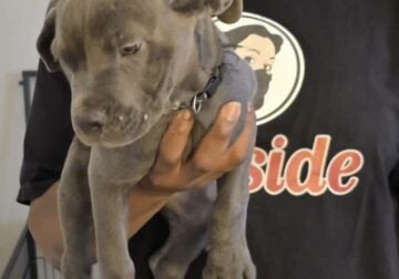 Cane Corso Pups Need a Home!