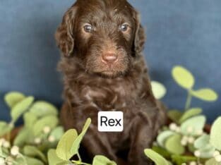 Puppies – Rex