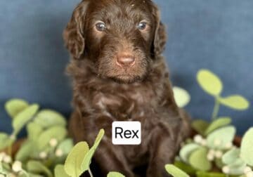 Puppies – Rex