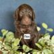 Puppies – Rex