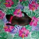 AKC Belgian Malinois Puppies