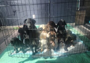 Labrador retriever pups