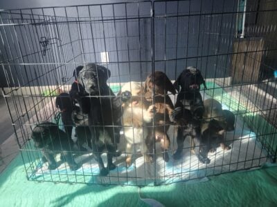 Labrador retriever pups