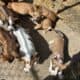 daniff/ pit puppies