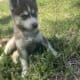 Siberian Husky Puppies