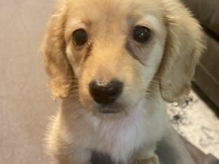 Miniature Dauchshund