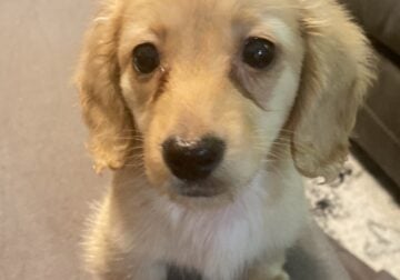 Miniature Dauchshund