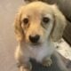 Miniature Dauchshund