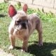 Family Raised French Bulldogs