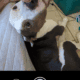 Smokey the pit