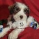 Miniature Schnauzer Boy Puppy