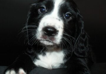 AKC English Cocker Spaniels