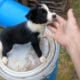 Border collie babies