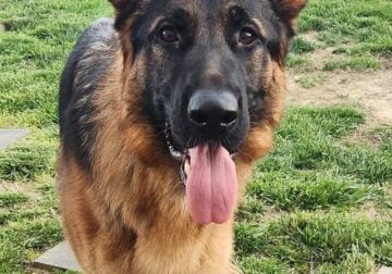 Young German Shepherd for Adoption