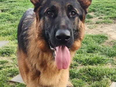Young German Shepherd for Adoption