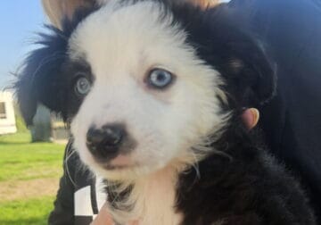 Tiny toy Australian Shepherd boy