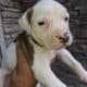 Xl American Bulliea