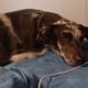 Catahoula mix