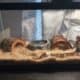 Pied Ball Python